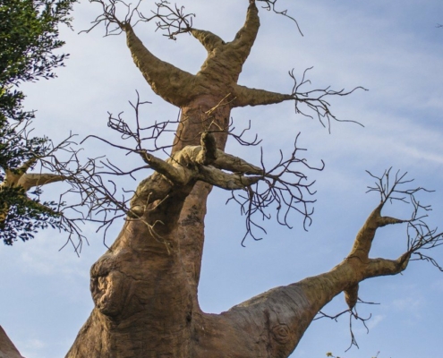 Baobab three