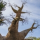 Baobab three