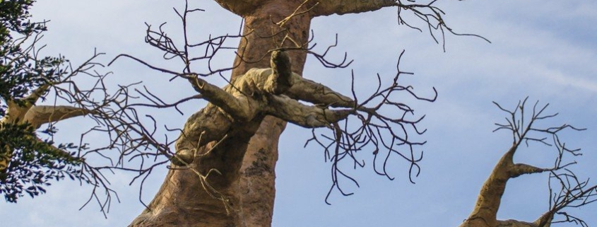 Baobab three