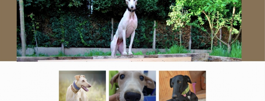 gulf coast galgos