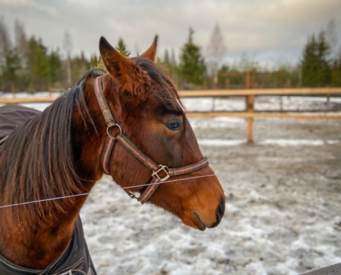 Finnish horse